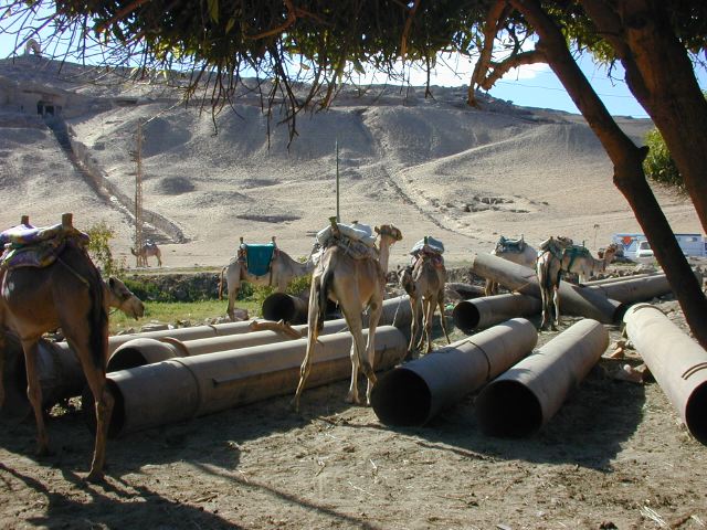 Camels4